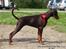 Dobermann LJCH From Island Korsika A Mill. $ Baby (Cocio)