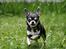 Chihuahua Chihuanas Blueberry Yum Yum - Evee - 11 maj 2014