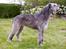 Irsk ulvehund Azimut