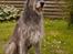 Irsk ulvehund Azimut