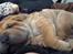 Shar pei Berta