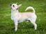 Chihuahua JCH. Lockwood "Yoda" - 16 mdr