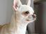 Chihuahua JCH. Lockwood "Yoda"