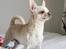 Chihuahua JCH. Lockwood "Yoda"