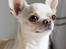Chihuahua JCH. Lockwood "Yoda"