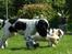 Blanding af racer 'Ribehund' Bailey - Bailey og min onkels hund Max