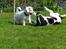 Blanding af racer 'Ribehund' Bailey - Bailey og Max :)
