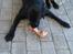 Labrador retriever Nicki