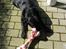 Labrador retriever Nicki