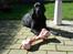 Labrador retriever Nicki