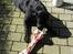 Labrador retriever Nicki