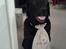 Labrador retriever Nicki