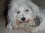 Coton de tulear Ziira
