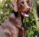 Dobermann Royal Danish Baronesse von Blixen