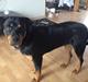 Rottweiler Molly