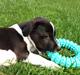 Jack russell terrier Thor