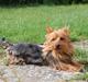 Australsk terrier Blue ayers chipper chum(Harvey)