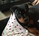 Rottweiler Anton