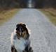 Shetland sheepdog Jenner's Blue Casanova