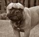 Fransk bulldog Hedebo's Cecil † 27-3-2014
