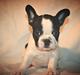 Fransk bulldog Enya