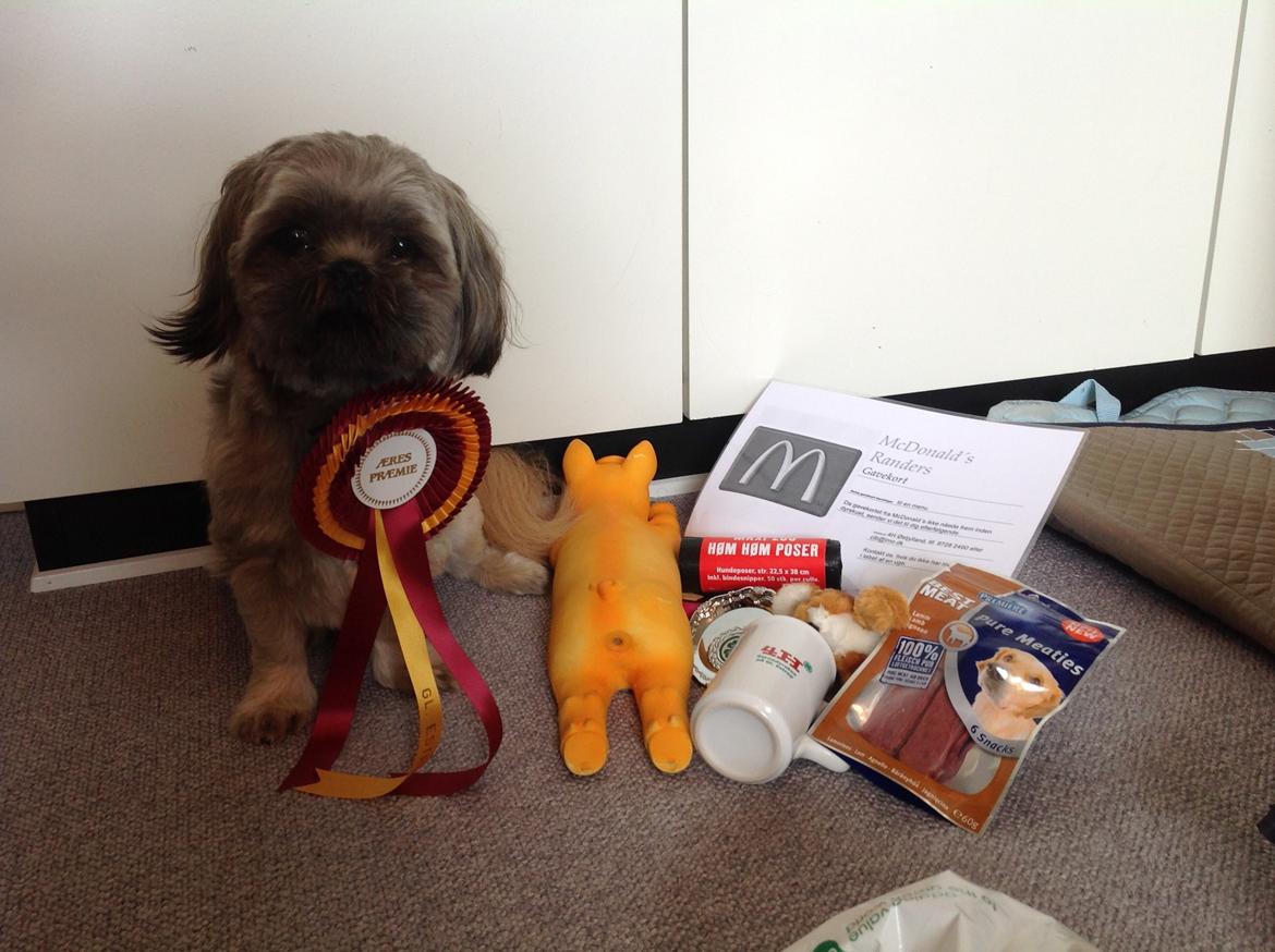 Shih tzu Anton - De ting Anton vandt til dyrskuet :) billede 24