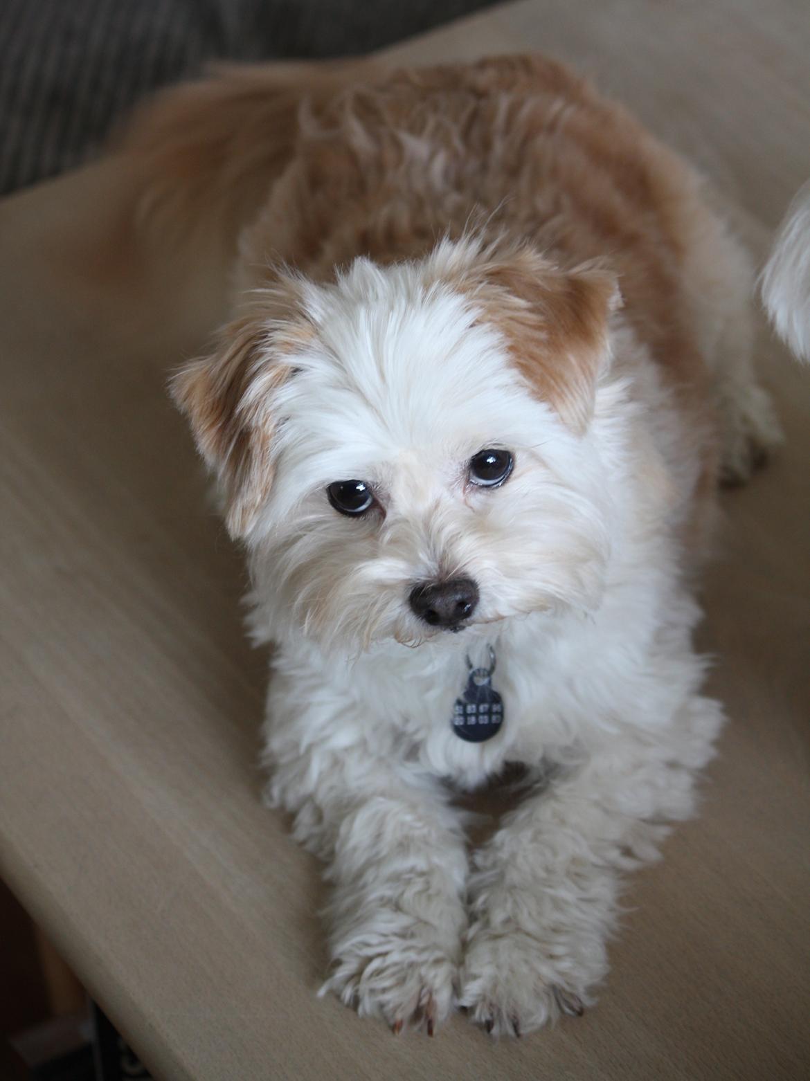 Blanding af racer Noah billede 4