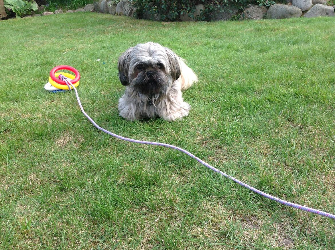 Shih tzu Anton billede 25