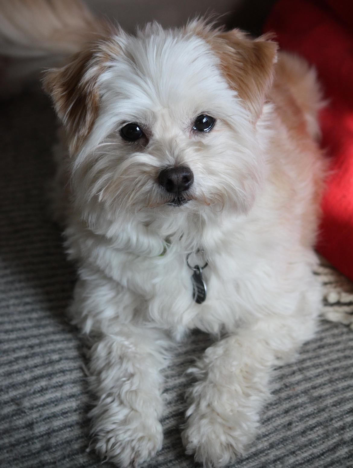 Blanding af racer Noah billede 29