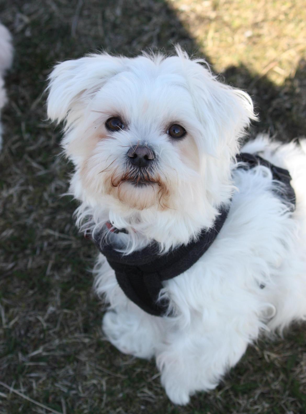 Malteser Carla billede 12