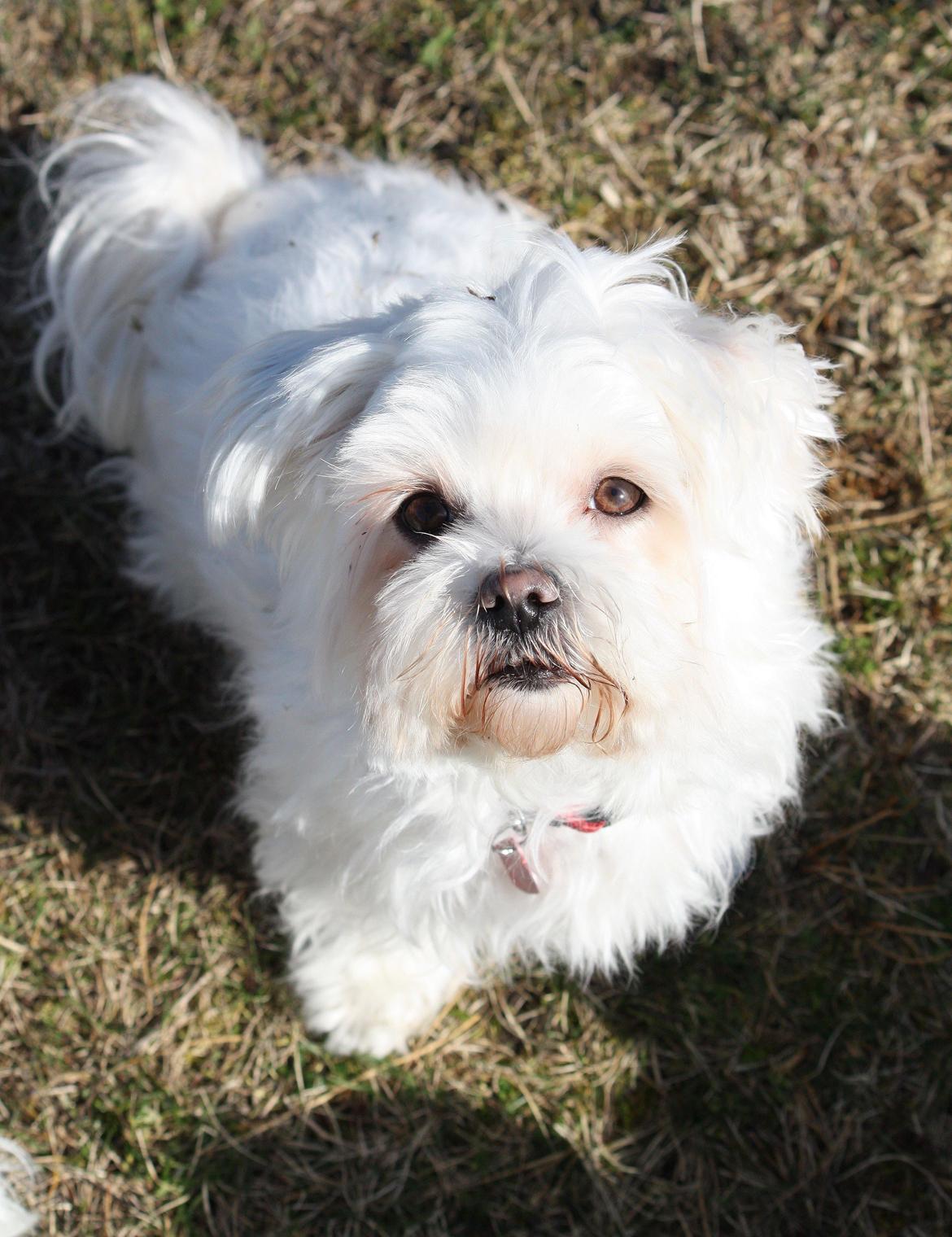 Malteser Carla billede 48