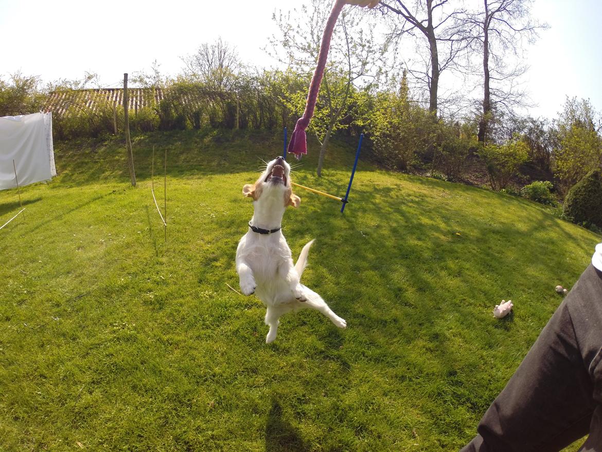 Jack russell terrier Freja billede 8