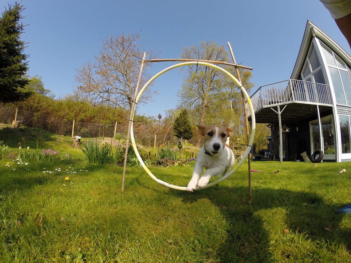 Jack russell terrier Freja billede 7
