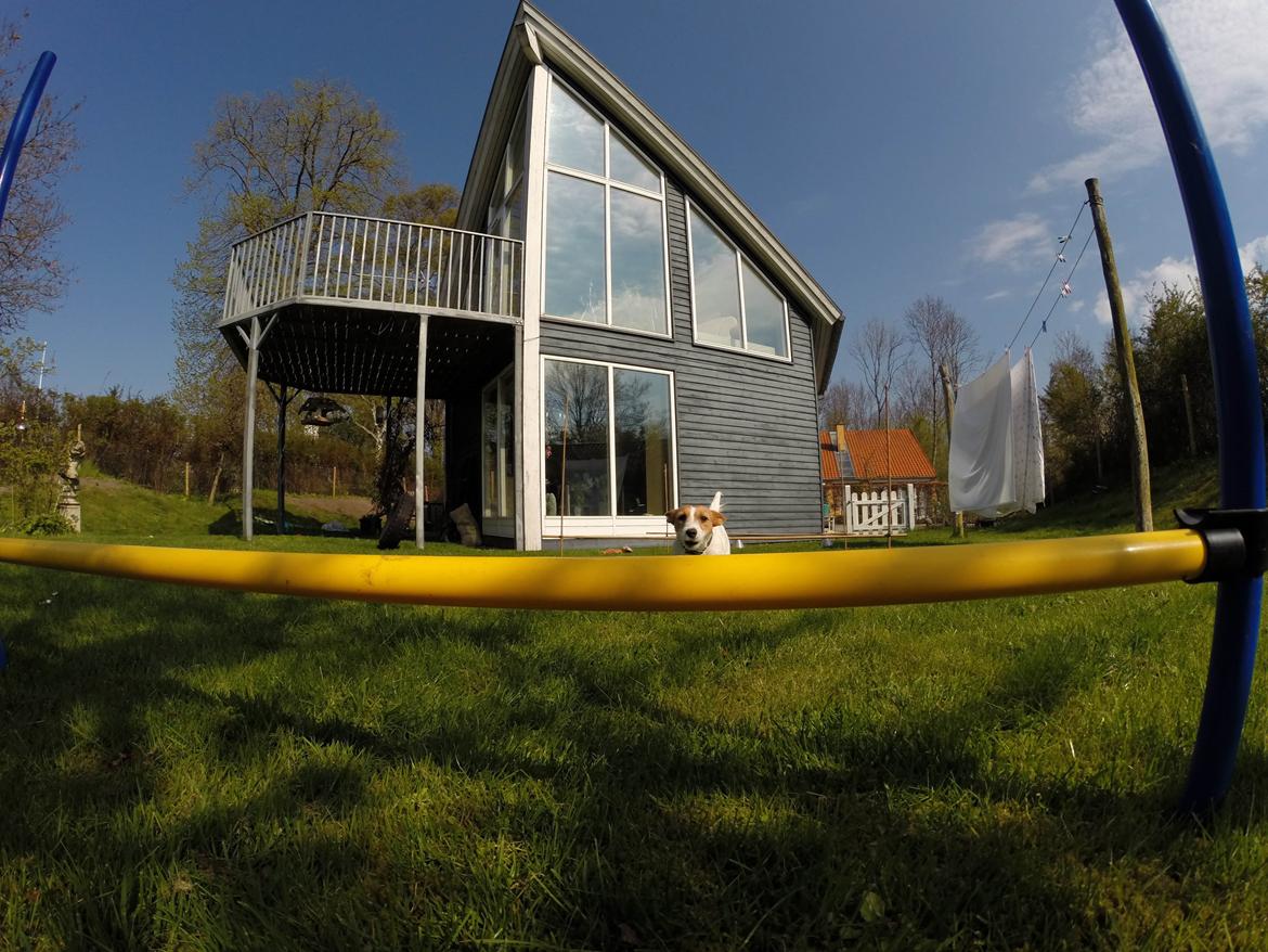 Jack russell terrier Freja - 1.. billede 2