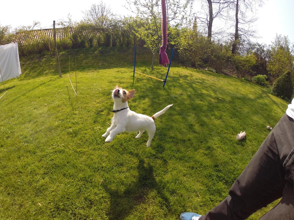 Jack russell terrier Freja billede 9