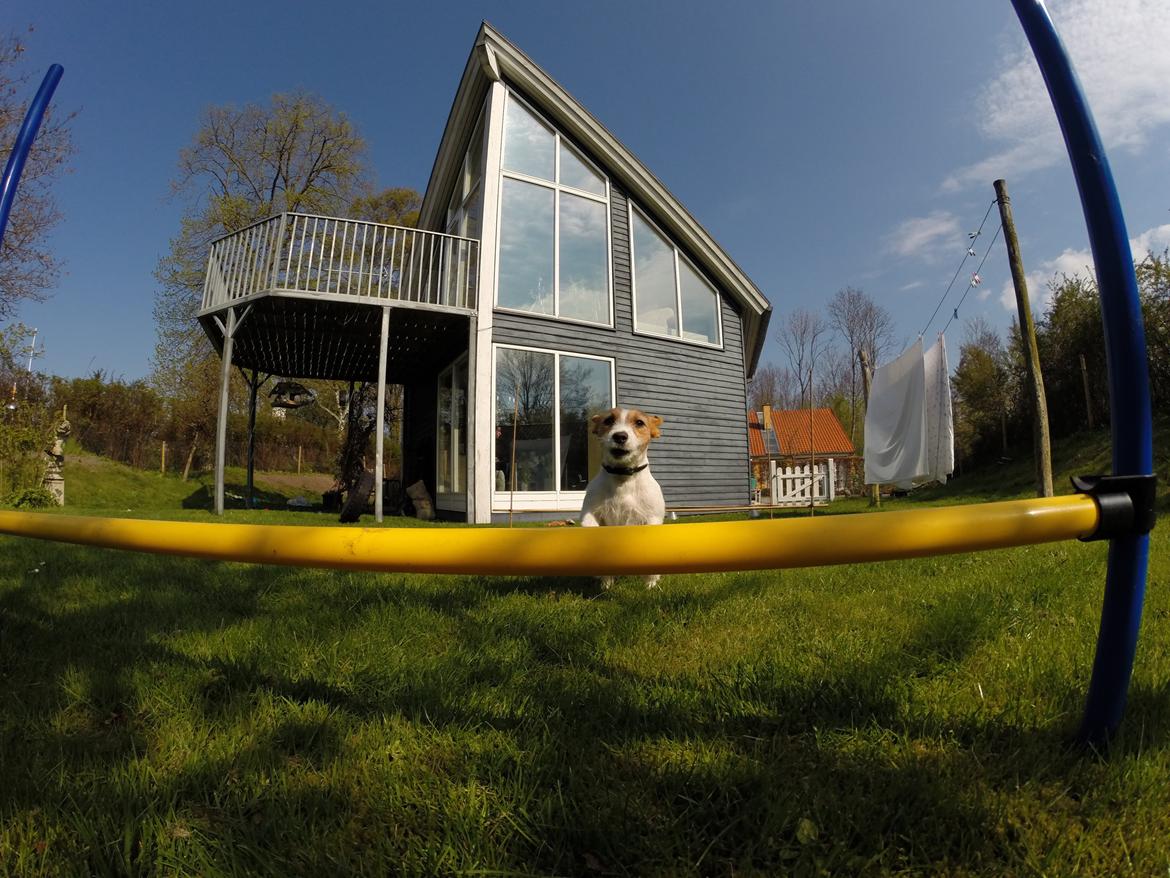 Jack russell terrier Freja - 2.. billede 3