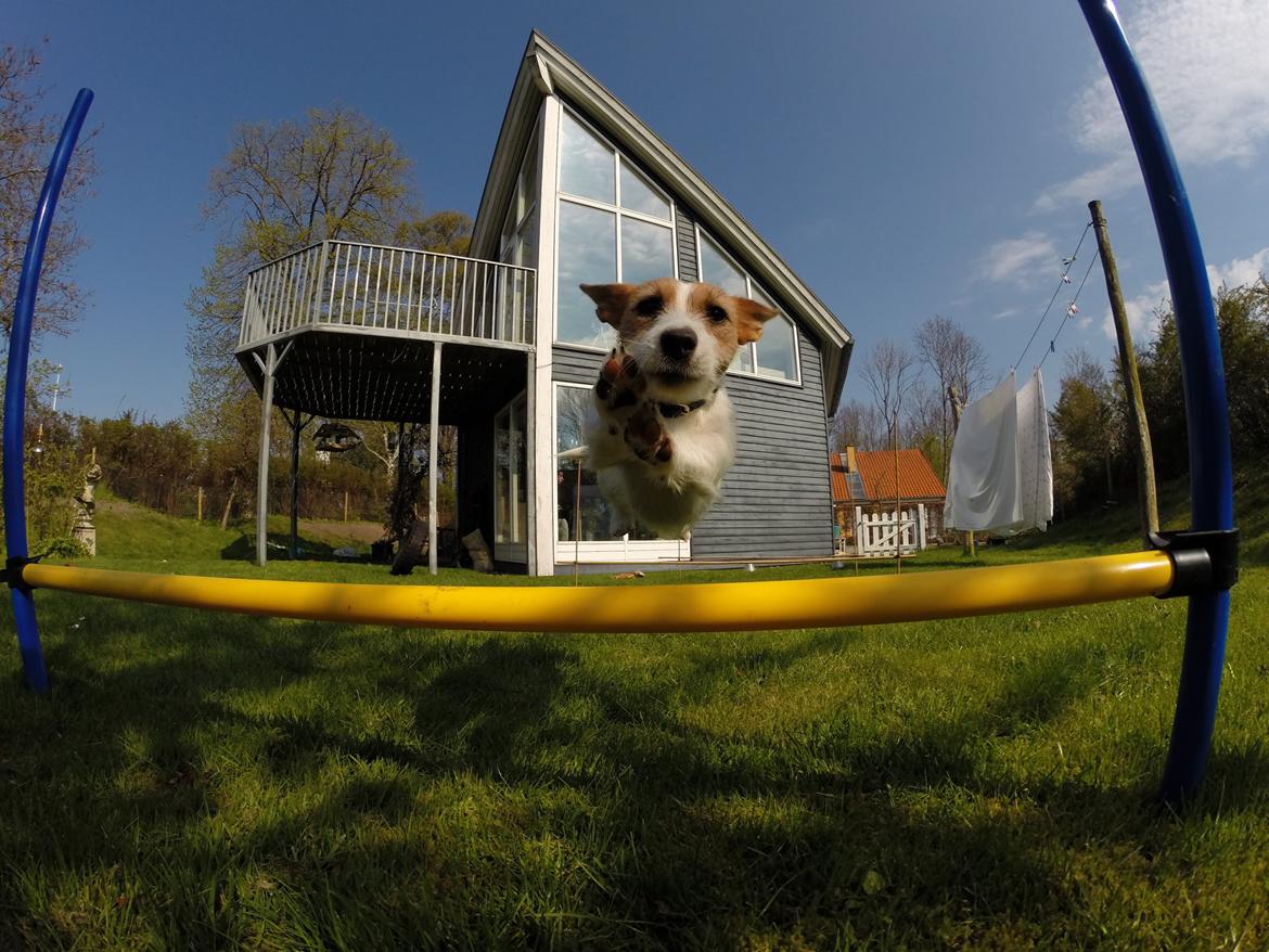 Jack russell terrier Freja - 3! billede 4