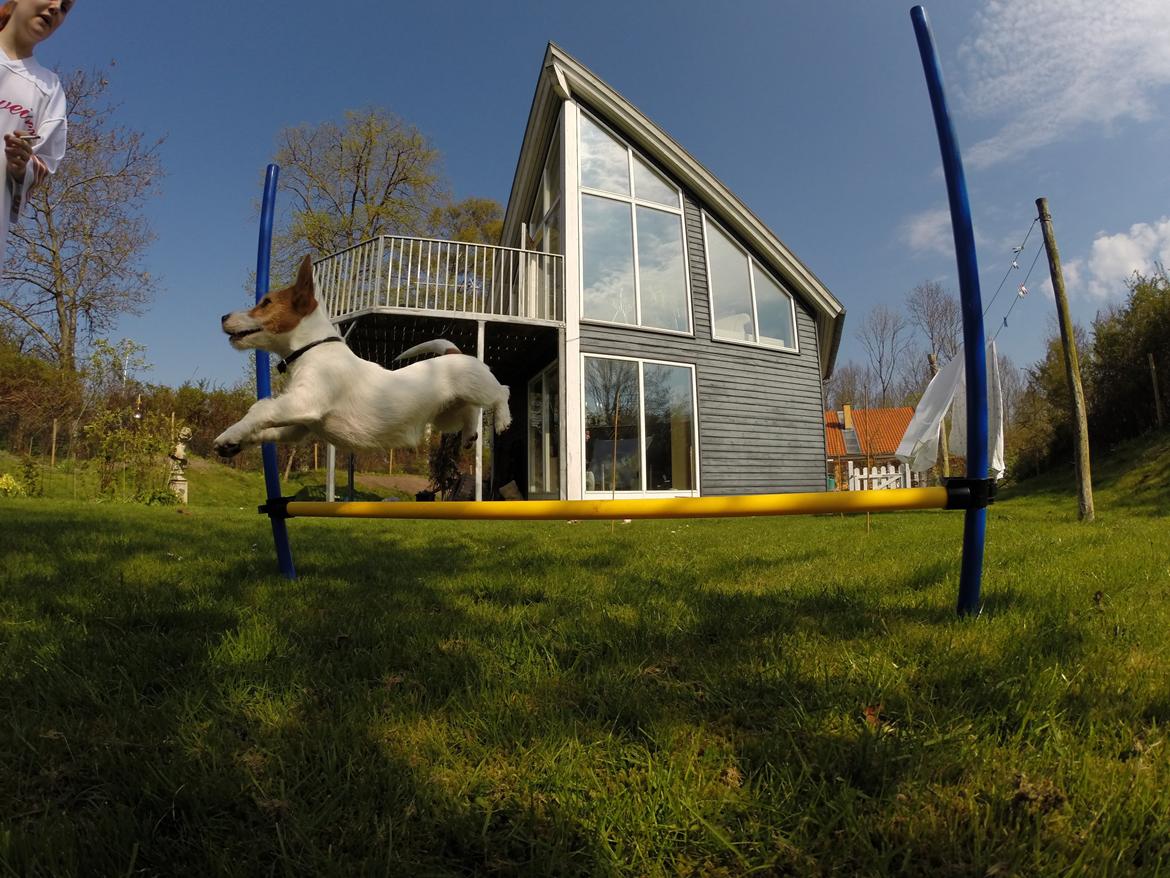 Jack russell terrier Freja billede 5