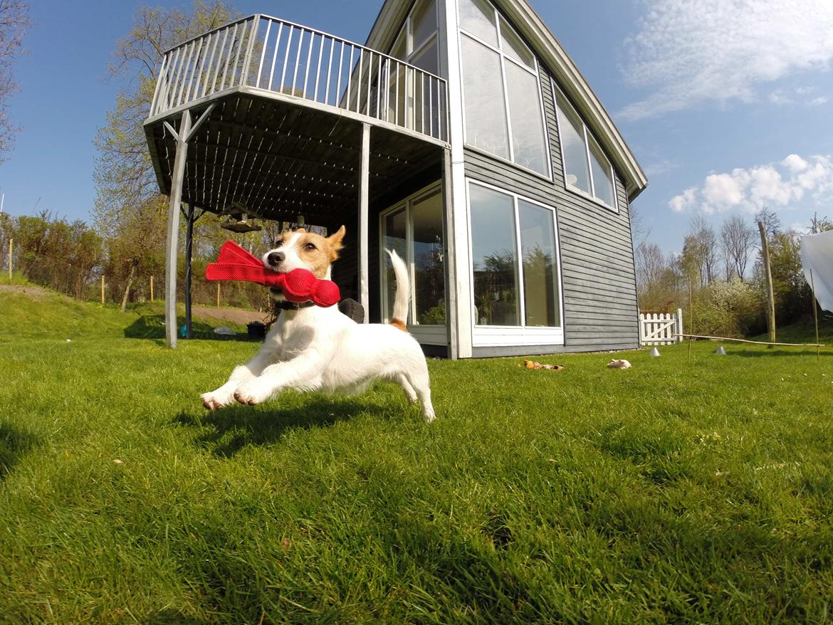 Jack russell terrier Freja billede 21