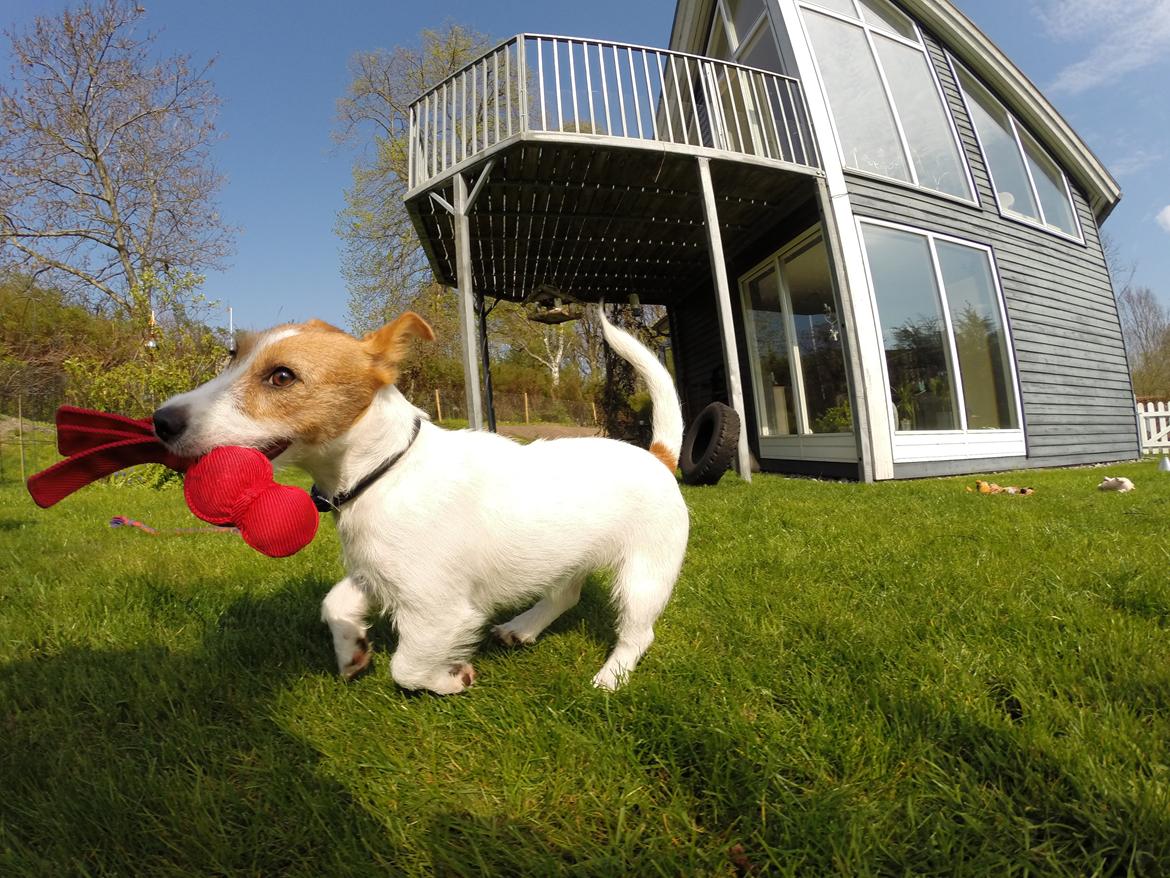 Jack russell terrier Freja billede 22