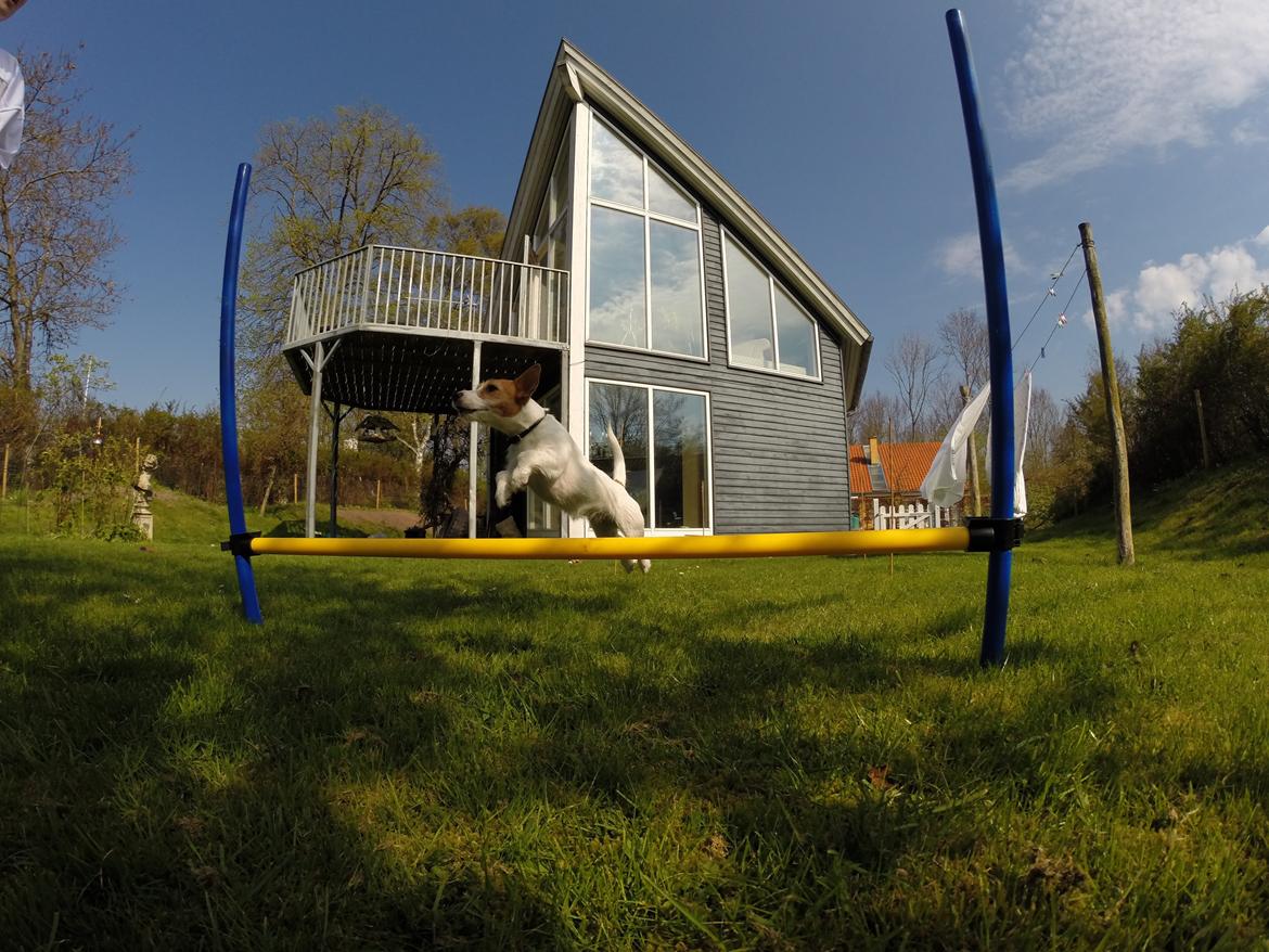 Jack russell terrier Freja billede 6