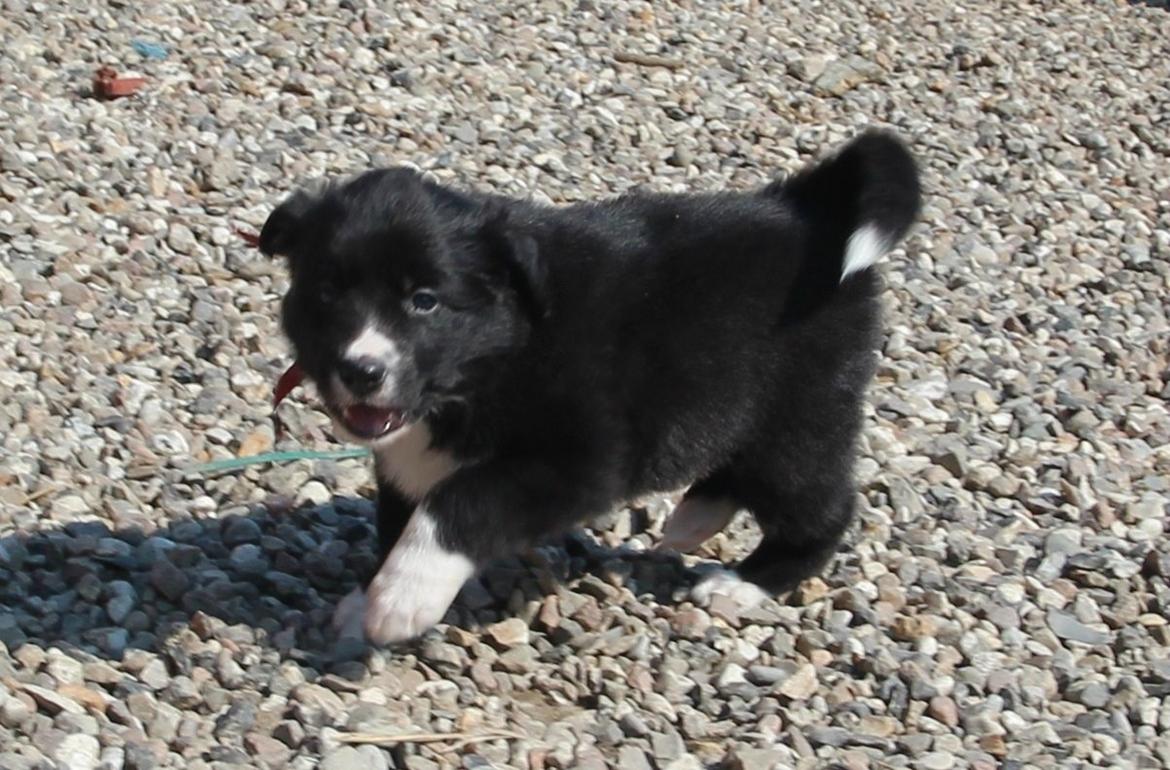 Border collie Panda - den aller første tur ude, og det passede den lille dame fint billede 13