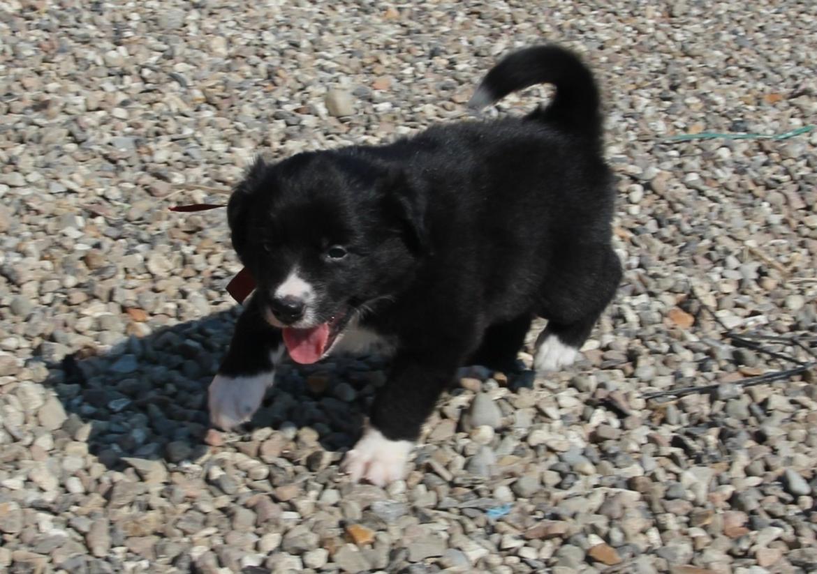 Border collie Panda billede 20