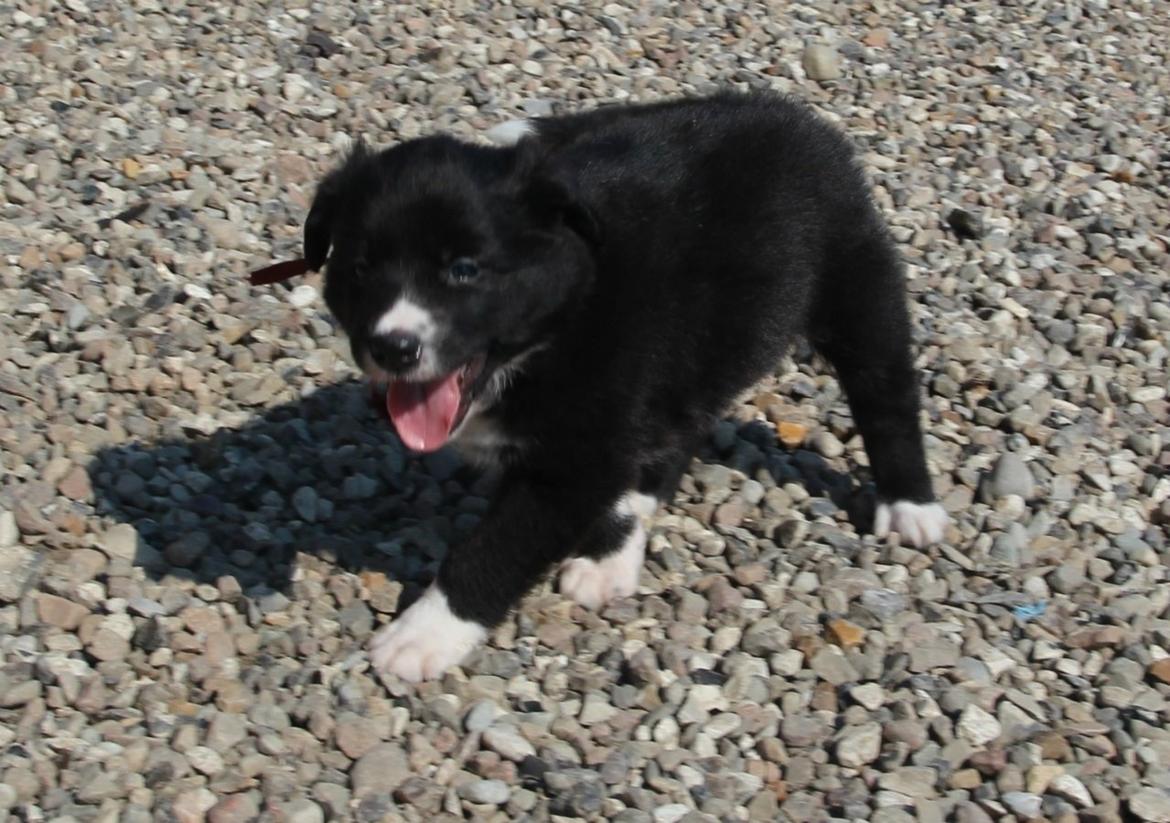 Border collie Panda - Leg og ballade er lige mig :) billede 25