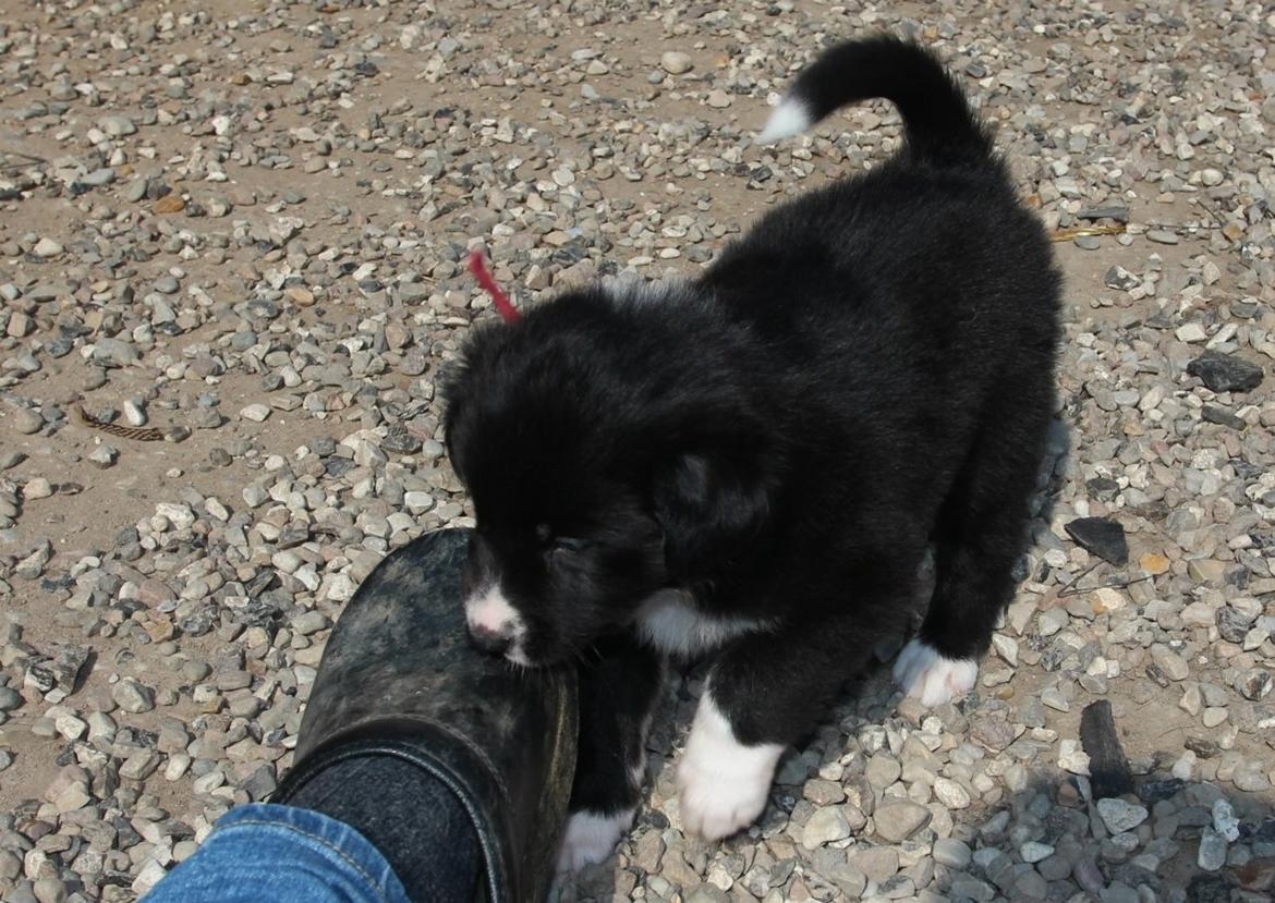 Border collie Panda billede 22