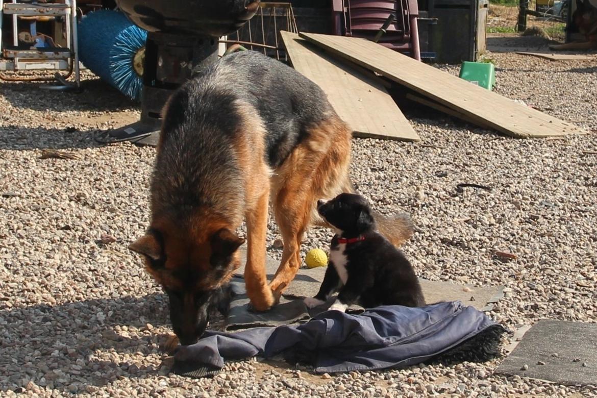 Border collie Panda billede 21