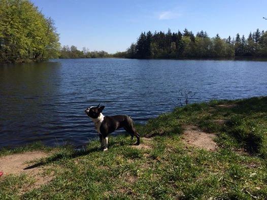 Boston terrier Beautiful Aya vom Greifenring - Aya 7 md billede 32