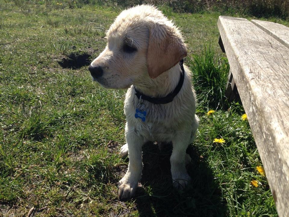 Blanding af racer Simba - Simba har for første gang været ude og svømme.  billede 7