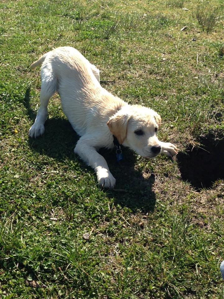 Blanding af racer Simba billede 8