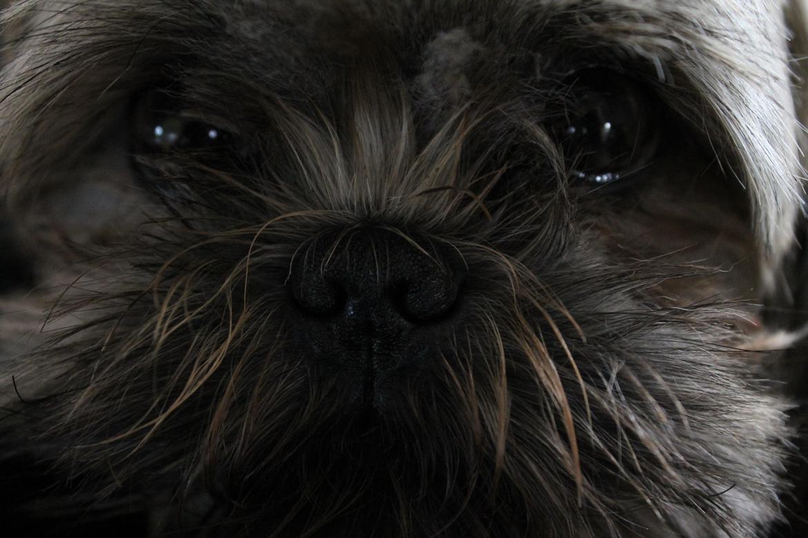 Shih tzu Anton billede 9